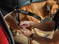 Picture of WeatherTech Travel Safe Harness - Chest 19-23