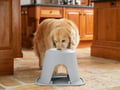 Picture of Weathertech Pet Feeding System - Single High 10