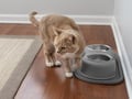 Picture of Weathetech Pet Feeding Systems